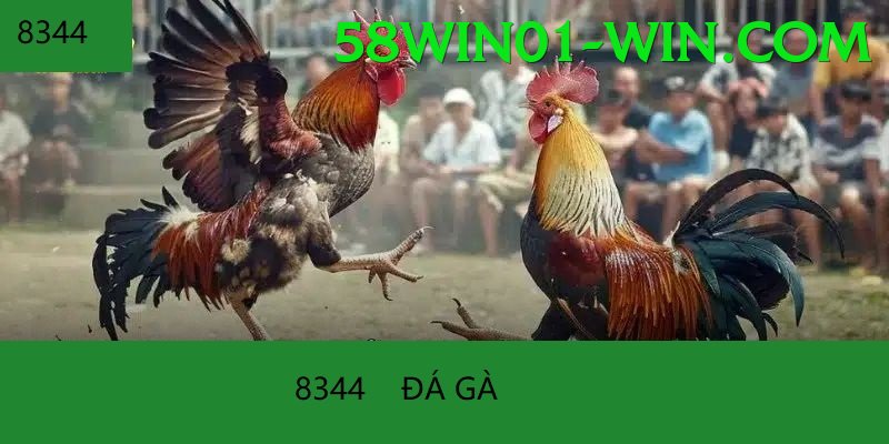 Đá Gà Trực Tiếp - 58win01
