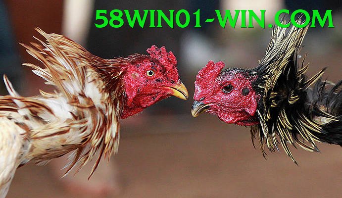 Đá Gà Trực Tiếp - Trải nghiệm tuyệt vời